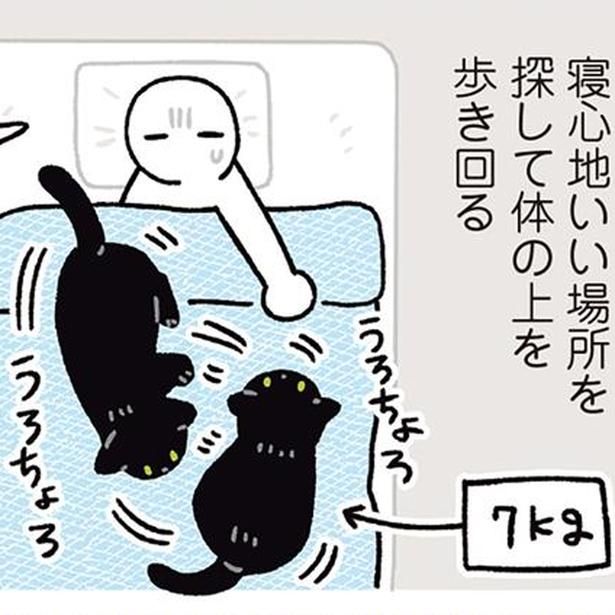 布団の上をうろちょろ （C）AKR／KADOKAWA