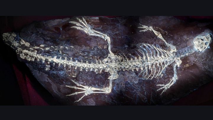 1億2500万年前のワニの尾の皮膚に「縞模様」が残っていた
