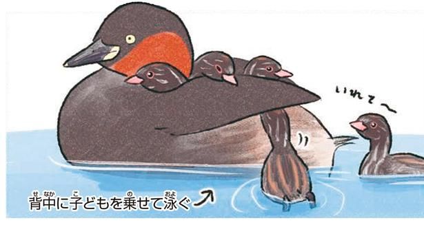 微笑ましいカイツブリの親子 （C）piro piro piccolo／KADOKAWA