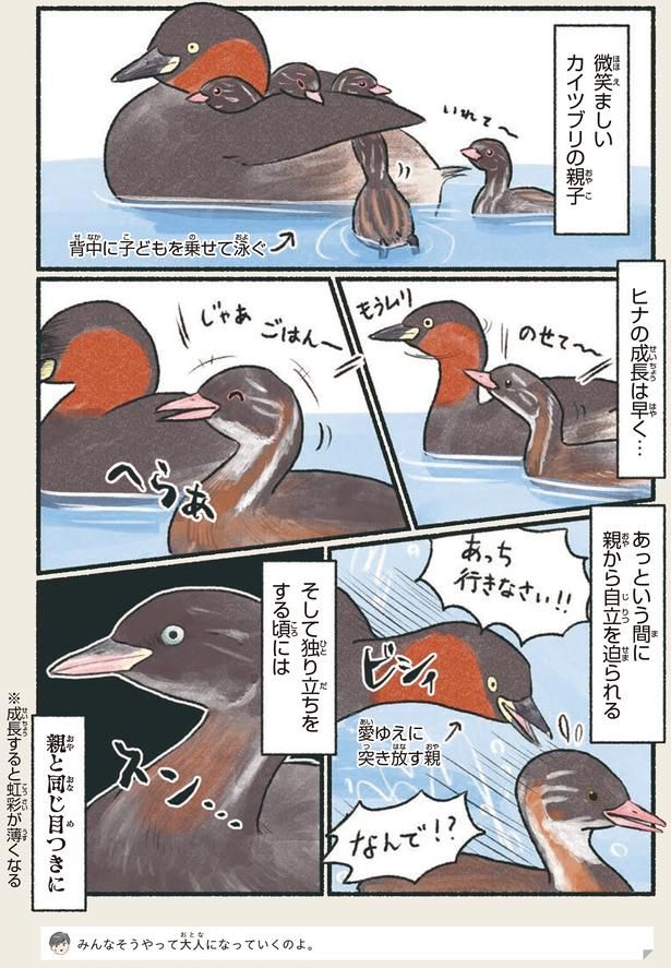 独り立ちをする頃には親と同じ目つきに （C）piro piro piccolo／KADOKAWA