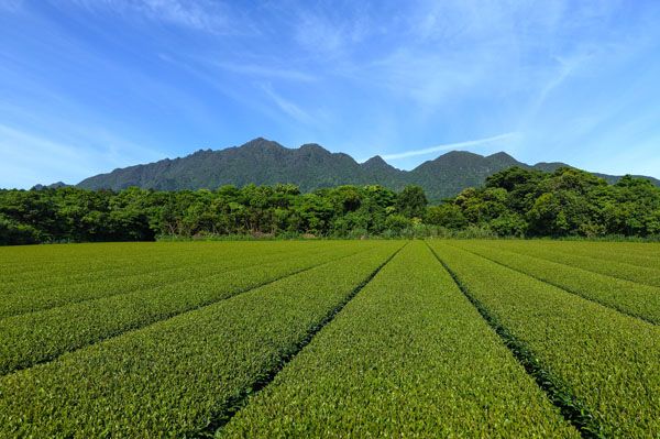 【鹿児島県屋久島町】屋久島に巡る循環と風土を感じる和紅茶「洋上の和紅茶やくしま」新登場
