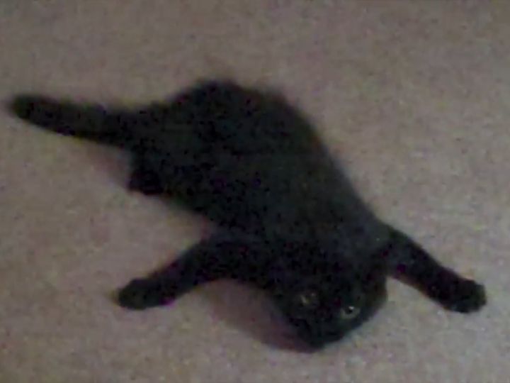 動きがあまりに個性的な黒猫！