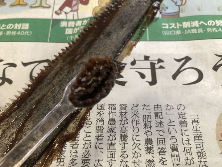 かまいたちの瞬間回答！で紹介していた「冷蔵庫にある物でさび落とし」をやってみた