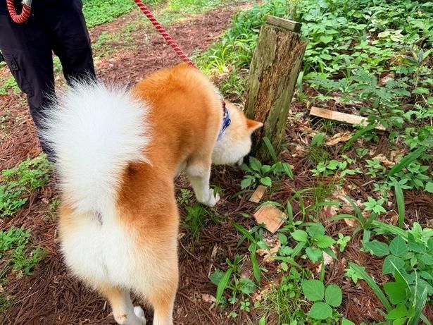マサのもふもふなお尻がかわいい！