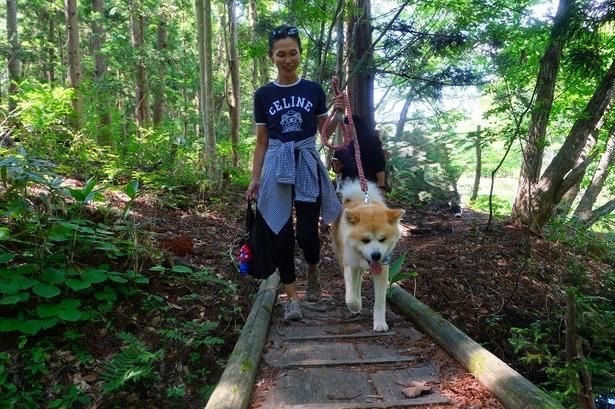 秋田犬と散歩できるチャンス！週末はマサに会いに三種町へ出かけよう