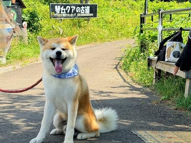 秋田犬のマサと一緒に三種町を散歩するプログラム「秋田犬と散歩する健康ウォーキング」に参加して癒やされよう