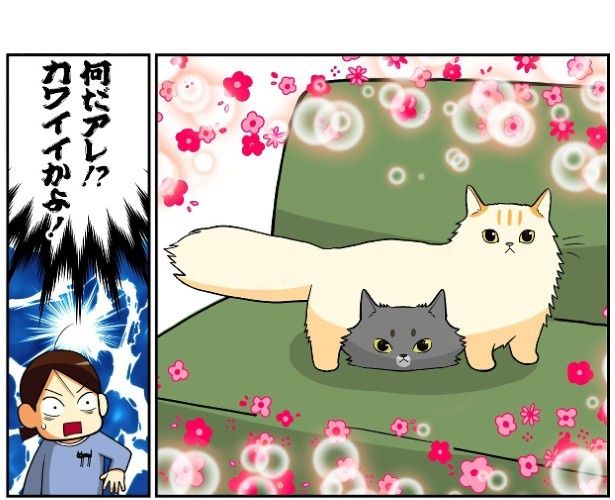 かわいすぎてビックリすることが多々起こるのは猫あるある！ もちこ(@mogutchecho)