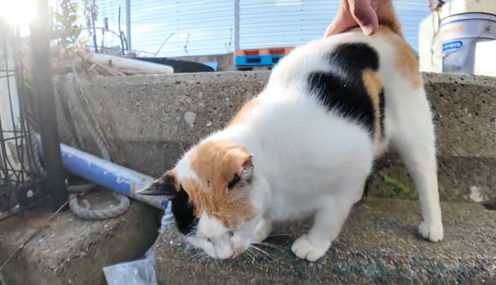 ナデナデトントンされる三毛猫