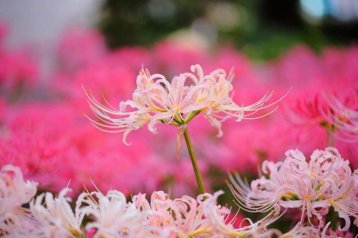 芽出し苗で楽しむ！秋に咲く球根植物6選。植えたまま来秋も咲く多年草 