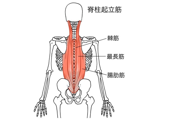 背中の筋トレ｜脊柱起立筋（腸肋筋・最長筋・棘筋）を鍛えるダンベル＆自重トレーニング | トレーニング ×スポーツ『MELOS』