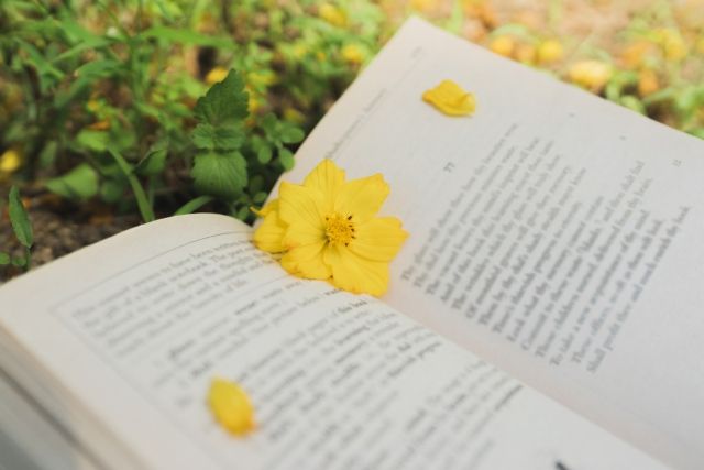 黄色いコスモスと本 秋の読書イメージ