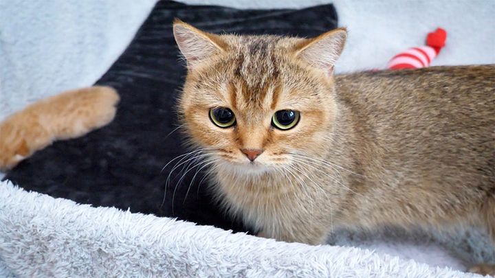 子猫のことが気になるママ猫