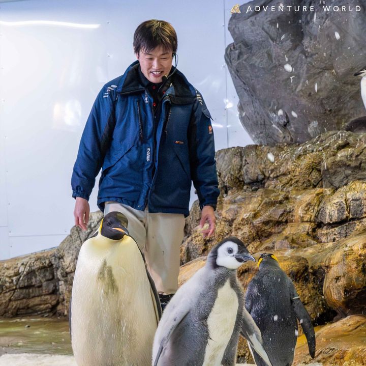 ペンギン展示でコウテイペンギンの幼鳥に接するアニマルエデュテイナー