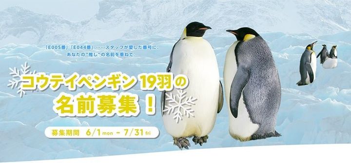 コウテイペンギン19羽の名前募集の告知ビジュアル