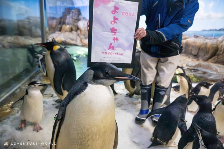 亜成鳥に成長した「よよちゃん」と誕生日を祝う準備