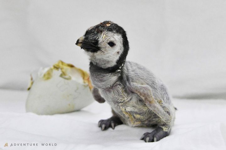 保育ケース内で卵の殻のそばに立つ誕生直後の「よよちゃん」