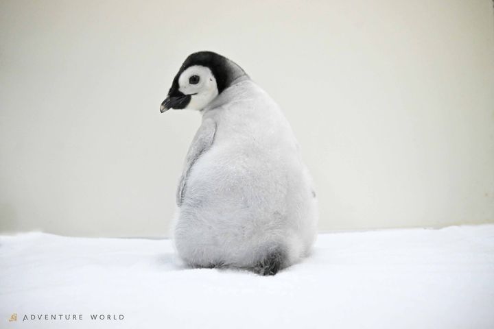 雪の上に座る綿毛姿の「よよちゃん」