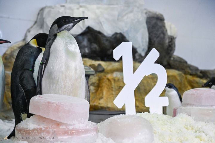 氷の「365」立体文字とコウテイペンギン「よよちゃん」