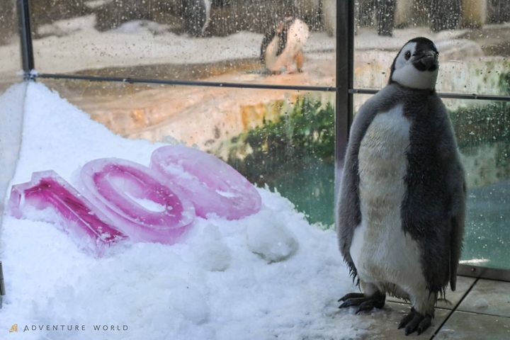 ピンク色の氷のそばに立つ「よよちゃん」