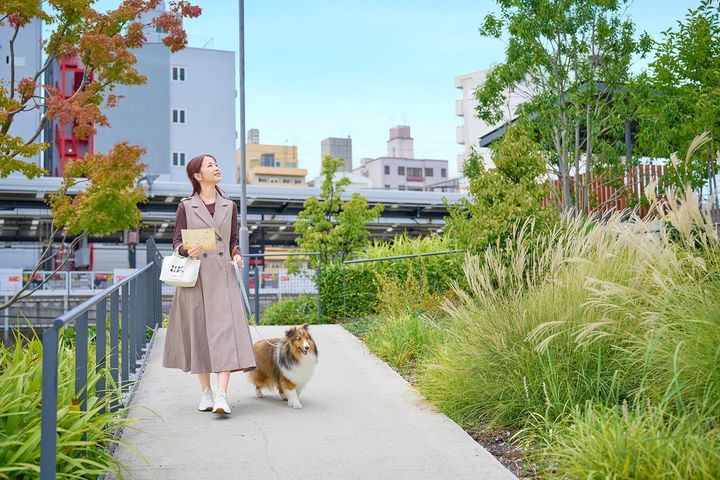 秋色の遊歩道を愛犬と歩く女性