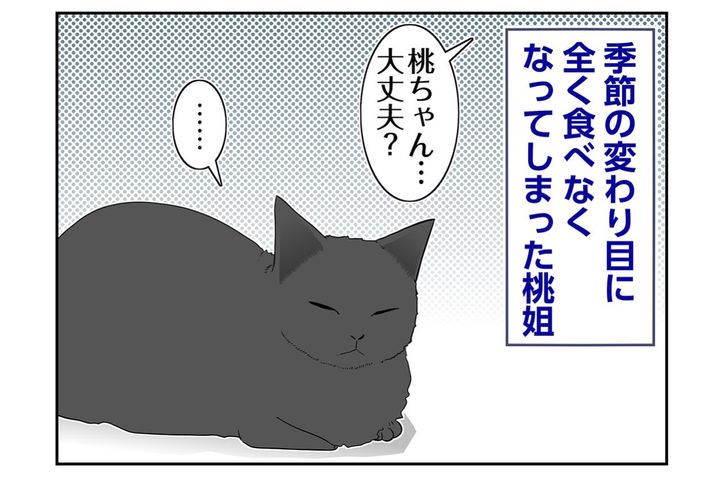【マンガ・老猫日誌＃106】器のゴハンが全く減らなかった日々〜思い出の老猫日誌・桃姐と小論