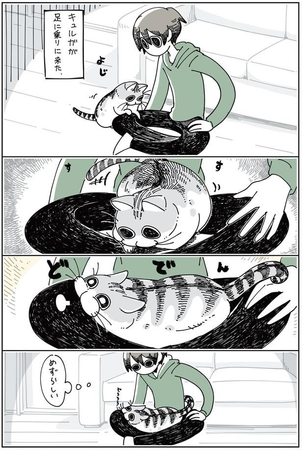 ネコが足に乗りに来た （C）キュルZ／KADOKAWA