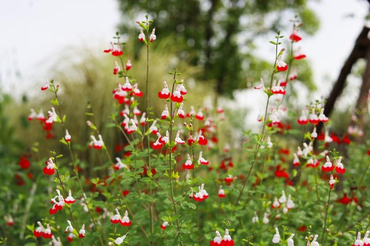 秋の庭が華やぐサルビア【8選】晩秋まで楽しめる一年草・多年草