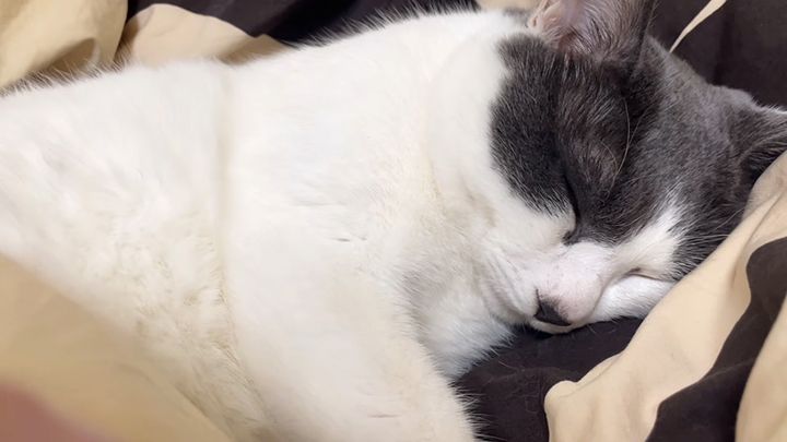 ぷーぷーとイビキをかいて眠る猫