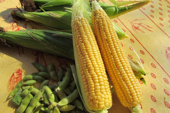 夏が旬の「枝豆」と「トウモロコシ」。どちらも食べやすく、おやつやおつまみに人気