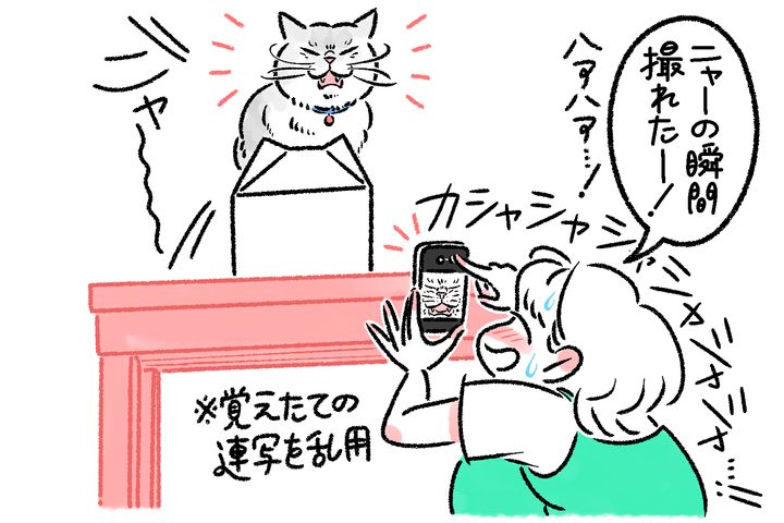 写真家・MARCOが伝授！ 愛猫をかわいく撮るスマホ撮影6つのコツ