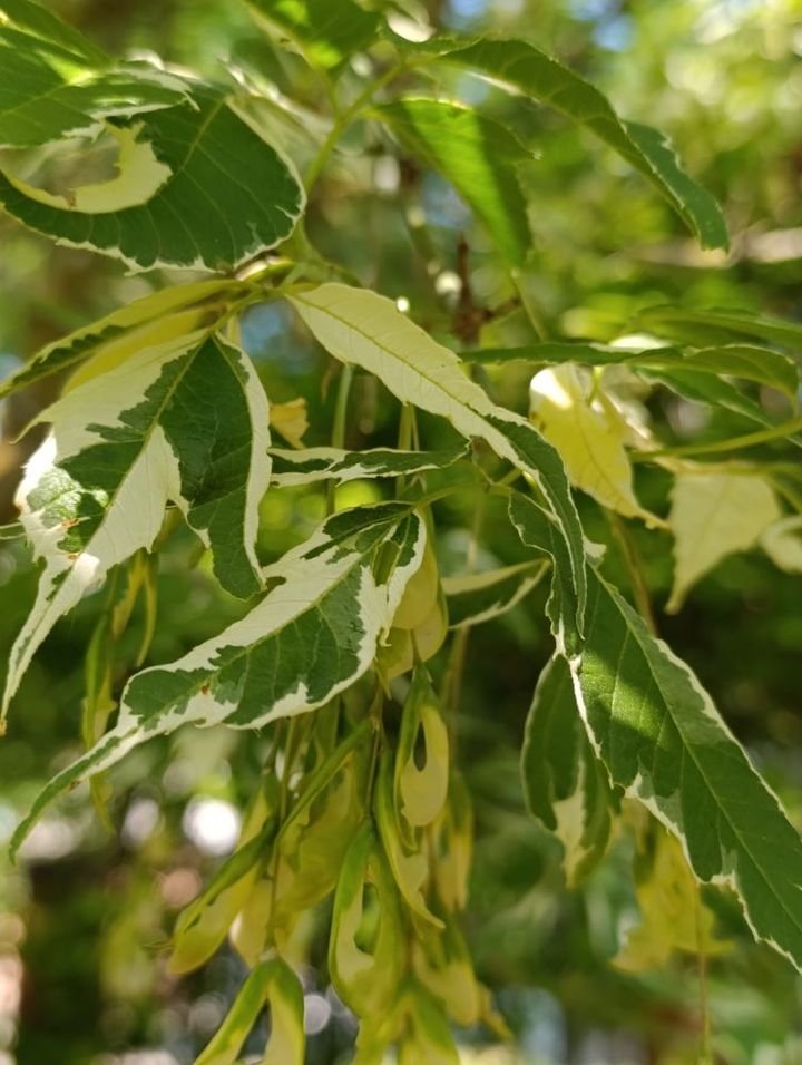 ネグンドカエデバリエガータ（Acer negundo 'Variegatum'）