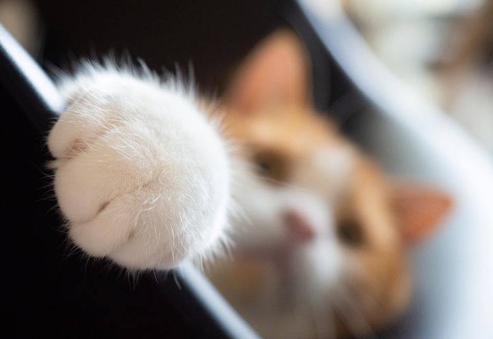 この1枚はこう撮った！ MARCOさんが明かす愛猫の撮影テクニック