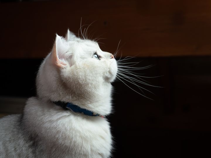 この1枚はこう撮った！ MARCOさんが明かす愛猫の撮影テクニック