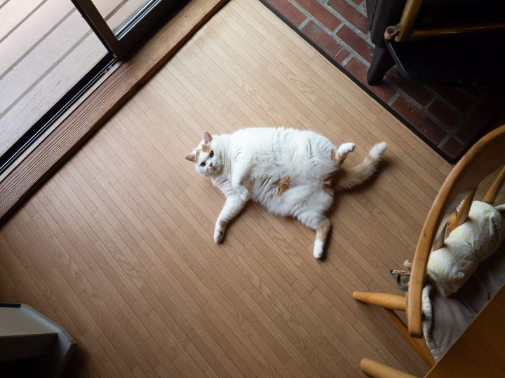 この1枚はこう撮った！ MARCOさんが明かす愛猫の撮影テクニック