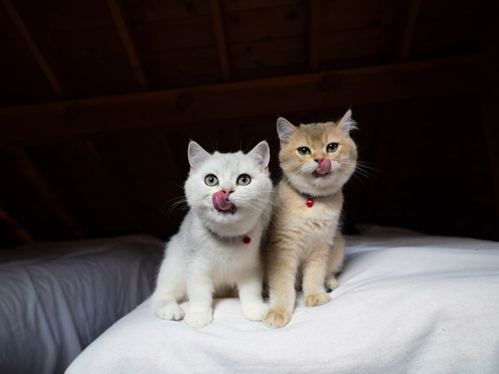 この1枚はこう撮った！ MARCOさんが明かす愛猫の撮影テクニック