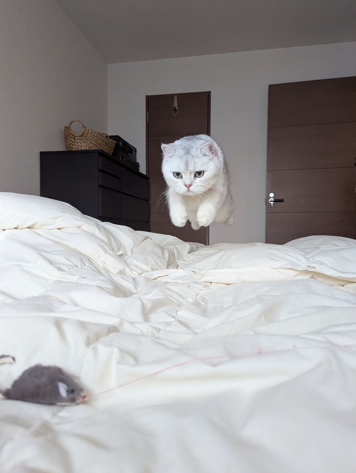 この1枚はこう撮った！ MARCOさんが明かす愛猫の撮影テクニック