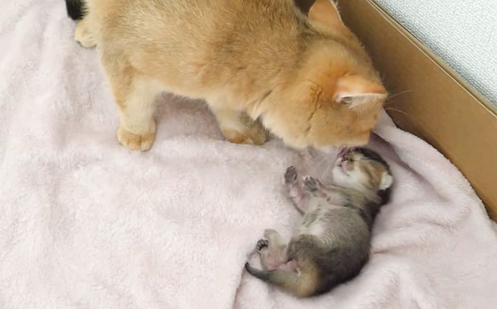 ママ猫に舐められる子猫