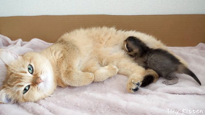ママ猫に寄り添う子猫