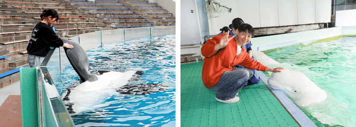 鴨川シーワールドのシャチとベルーガに触れる飼育員