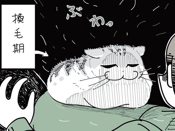 ぶわっ （C）キュルZ／KADOKAWA