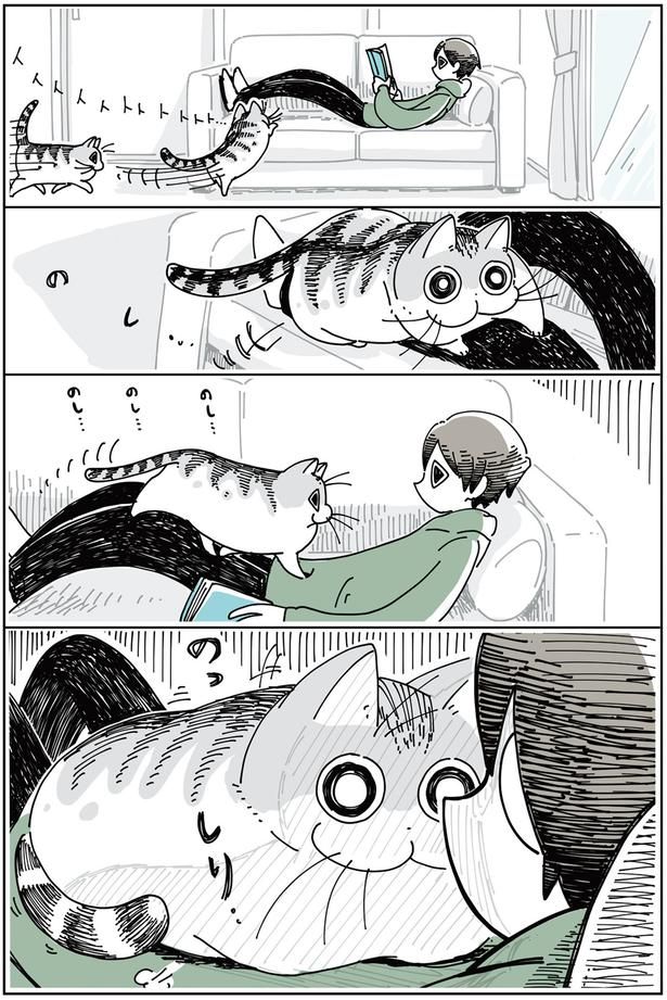 抜け毛の時期のネコ （C）キュルZ／KADOKAWA