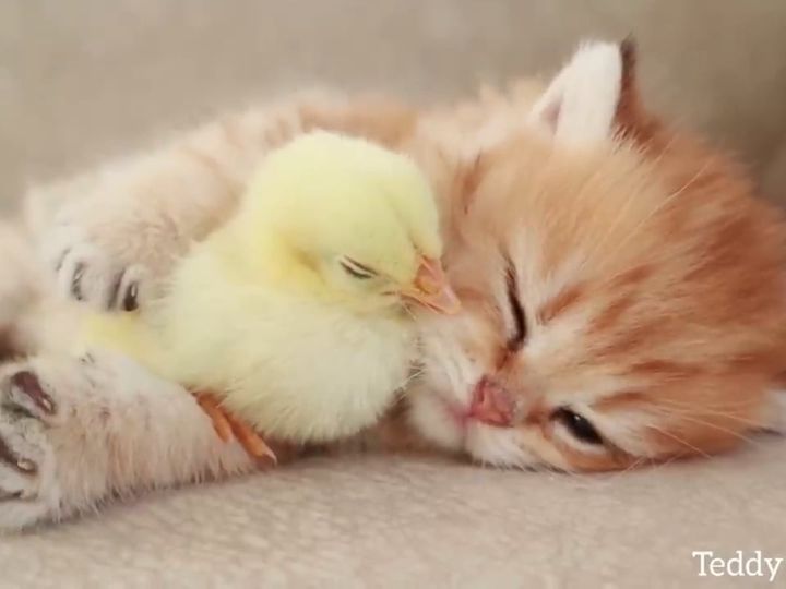 気持ちよさそうに眠る……仲良しな子猫とひよこ