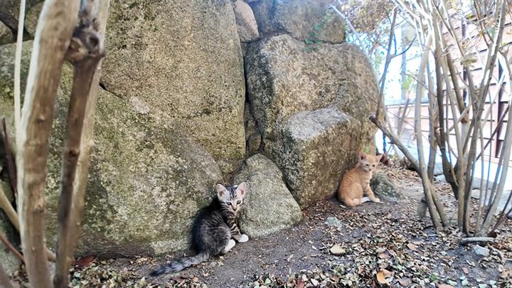 岩にくっつく子猫達