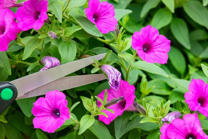 ペチュニアの花がら摘み