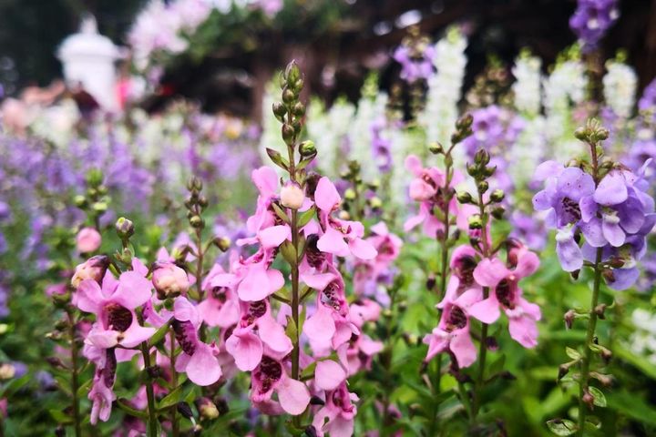 猛暑が終わったら、花壇を立て直す！切り戻し・植え替えのコツと、晩秋まできれいに咲く花【8選】