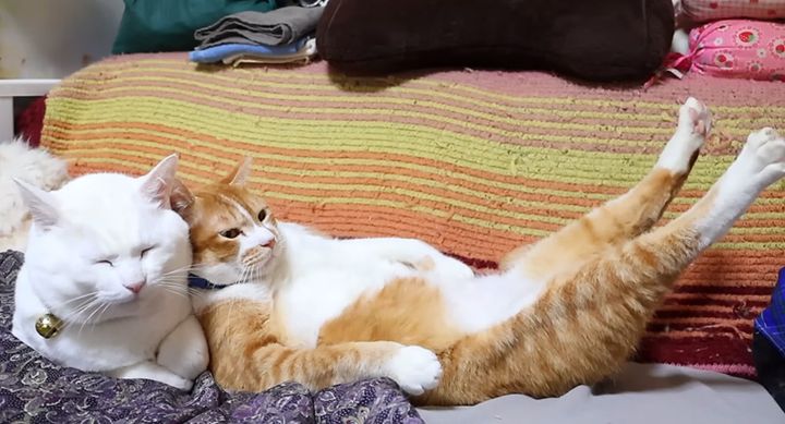 足をピーンと伸ばす猫