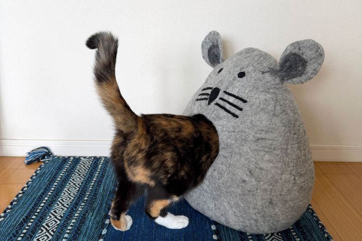 写り込んでもかわいい！ 写真映えする猫のおもちゃ6つ