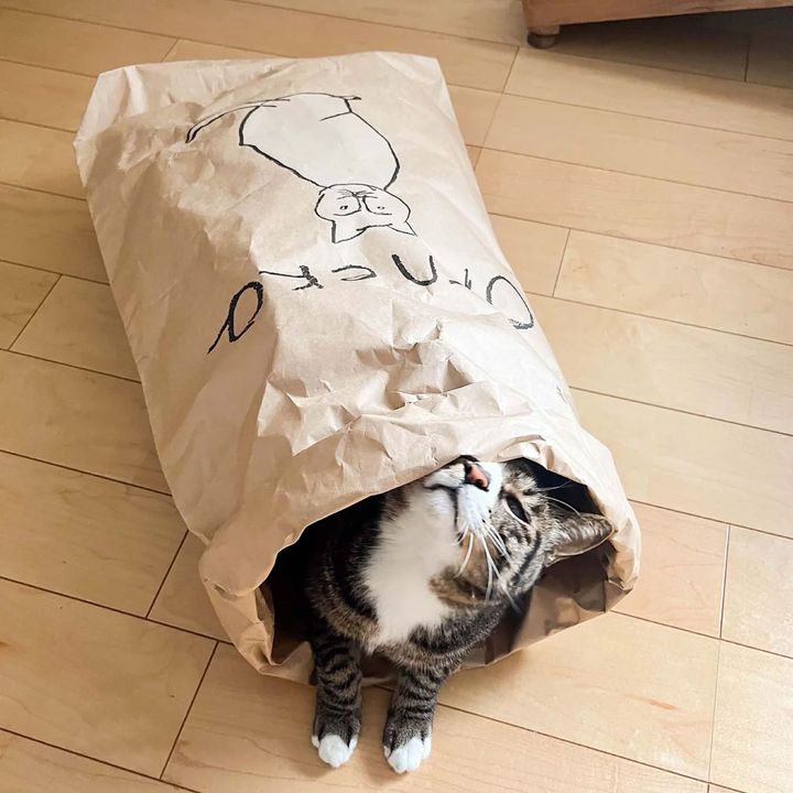 写り込んでもかわいい！ 写真映えする猫のおもちゃ6つ