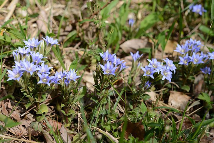 フデリンドウ Gentiana zollingeri 