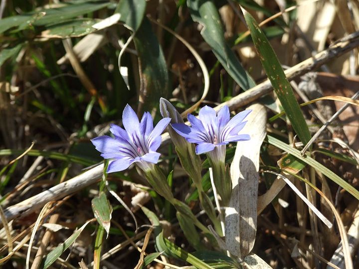 ハルリンドウ Gentiana thunbergii (G.Don) Griseb.